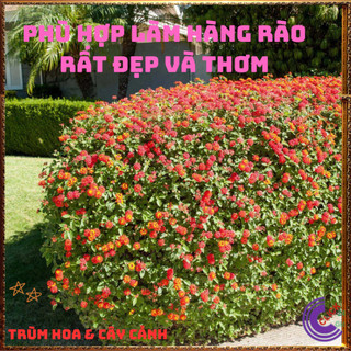 Chậu hoa ngũ sắc ĐỎ NHẬT tuyệt đẹp siêng hoa thơm quanh năm️💎Yêu Nhà Yêu Hoa