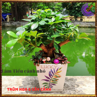 Cây ngũ gia bì vừa làm cảnh vừa đuỗi muỗi vừa là cây dược liệu quý ⌛ Siêu Thị Hoa Và Cây Giống