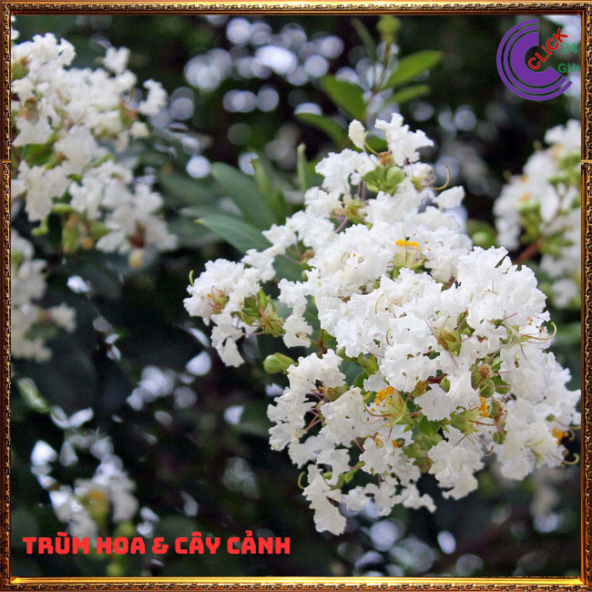 Cây tường vi trắng lá xanh tinh khôi siêu hoa hoa to nở lâu 3 tháng ⏰ Hoa Mười Giờ Bonsai & Phụ Kiện