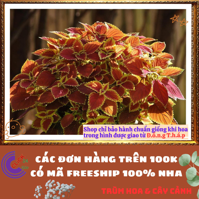 Chậu LÁ GẤM TÍA TÔ CẢNH màu CAM NÂU ĐIỂM VÀNG siêu phẩm trồng nền📧 TRÙM HOA VÀ CÂY CẢNH