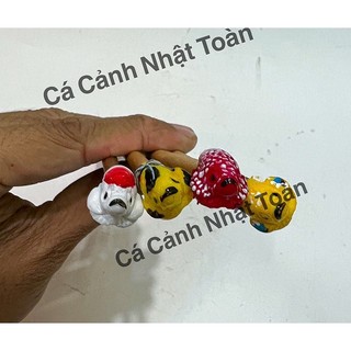 Cây Kè Cá Betta In 3D , Giúp Cá Betta Phồng Mang và Xoè Đuôi Trình Diễn (Dài 28cm)