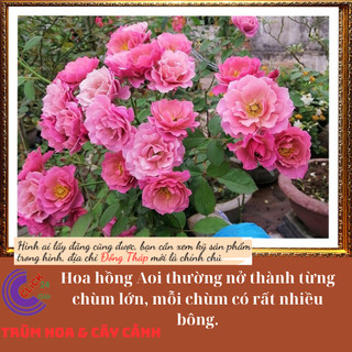 Chậu hoa hồng Aoi Nhật hoa chùm đẹp✳️MiMa market