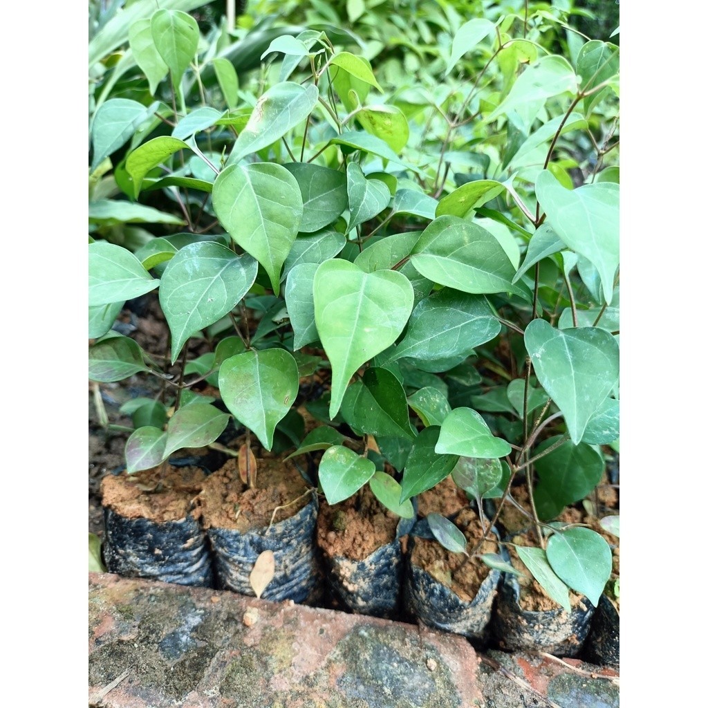 CÂY GIỐNG LÁ GIANG ( LÁ CHUA CHÁT) -dùng để nấu canh chua | Shopee Việt Nam