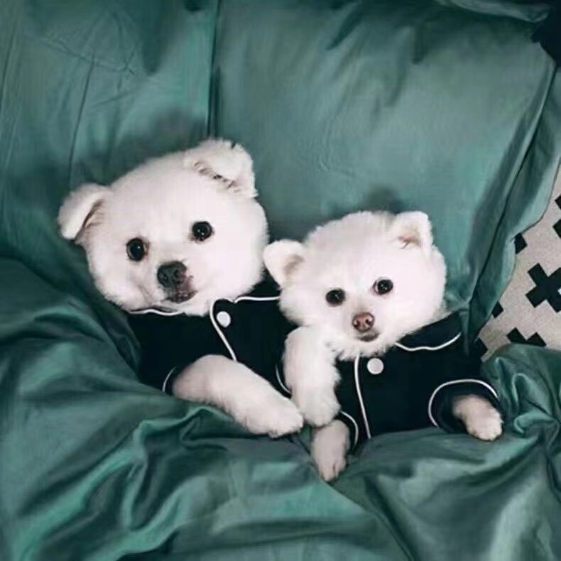 Mùa hè mát mẻ cho chó mèo Quần áo thoáng khí Bộ đồ ngủ Bichon Poodle mỏng thoáng khí