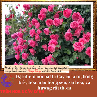 Chậu hoa hồng BERNADETTE LAFONT 💍Hoa Mười Giờ Bonsai & Phụ Kiện