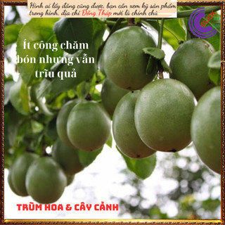 Chậu chanh dây cao 40cm nhanh ra trái✳️MiMa market