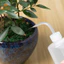 Bình Bóp Nhựa 250 / 500 / 1000ml Dụng Cụ Làm Vườn Tưới Nhà Bếp MỚI