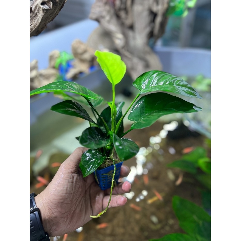 Trầu Bà 1 Thân Cây Thủy Sinh - Đẹp Dễ Sống cho hồ thuỷ sinh