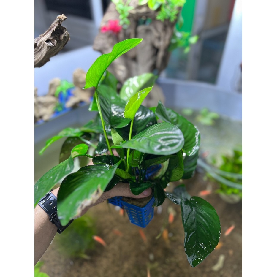 Trầu Bà 1 Thân Cây Thủy Sinh - Đẹp Dễ Sống cho hồ thuỷ sinh