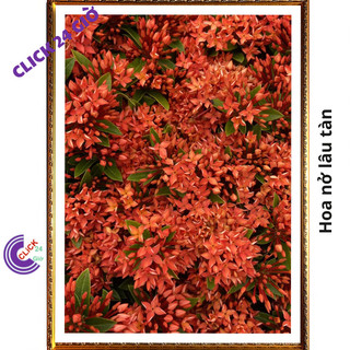 Chậu hoa mẫu đơn đỏ giống hoa trang làm hàng rào công trình 🖱 SHOP PP ONLINE CLICK 24 GIỜ
