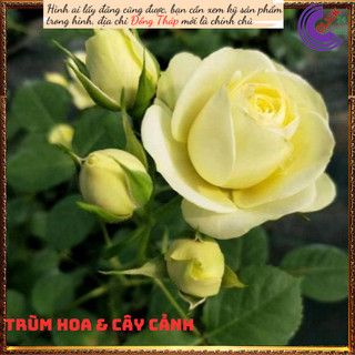 Chậu hoa hồng xanh bơ Creamy Eden ️🔖Siêu Thị Hoa
