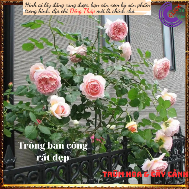Chậu hoa hồng leo mơ Abraham Darby 💍