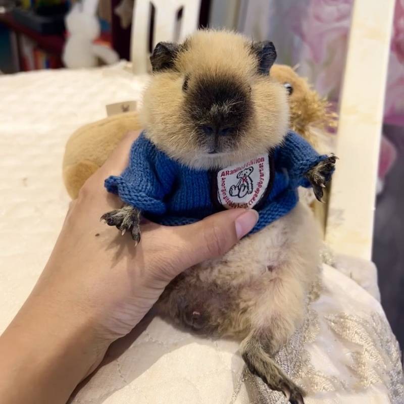 【Ready Stock】 Guinea Pig Clothes Special Minipet Autumn and Winter Thermal Clothes over Small Size Ferret Totoro Pygmy Rabbit Squirrel Hamster Vghm