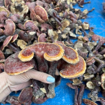 Nấm Lim xanh rừng tự nhiên Tây Bắc, dược liệu quý mọc trên thân gốc lim xanh đã mục, nấm linh chi sừng hươu, linh chi đỏ