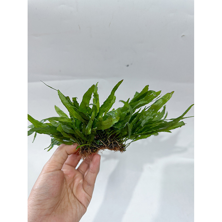 Cây Thủy Sinh Dương Xỉ Lá Hẹp | Cây Thủy Sinh