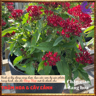 Chậu hoa diễm châu đỏ may mắn ⏳SHOP PP ONLINE CLICK 24 GIỜ