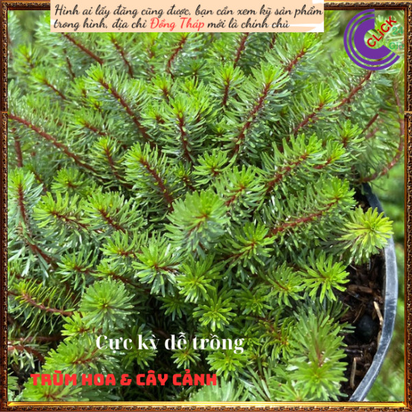 Chậu hoa mười giờ khổng tước trồng nền🍇 Hoa Mười Giờ Bonsai & Phụ Kiện