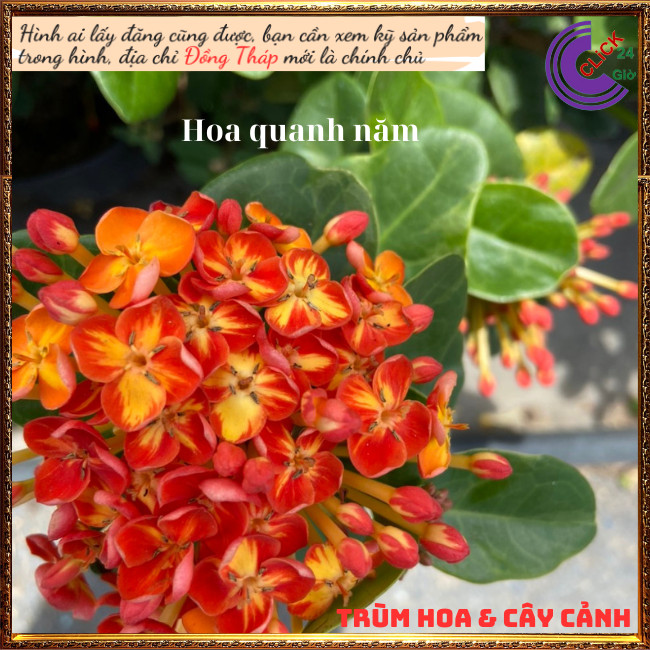 Hoa mẫu đơn phụng hoàng cam màu lai mới đẹp rực rỡ siêu hoa quanh năm💐Hoa Mười Giờ Bonsai & Phụ Kiện
