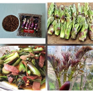 Hạt Giống Rau Mầm Gai - Vua Của Các Loại Rau -KT shop