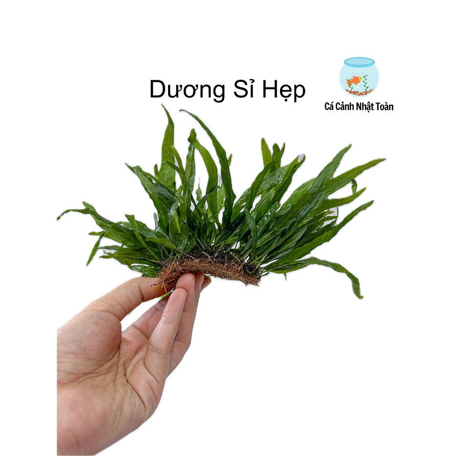 Cây Thủy Sinh Dương Xỉ Lá Hẹp | Cây Thủy Sinh
