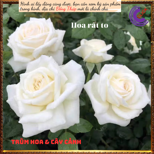 Chậu hoa hồng trắng Pope tinh khiết💍Hoa Mười Giờ Bonsai & Phụ Kiện