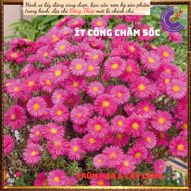 Chậu hoa thạch thảo đỏ hoa quanh năm💍Hoa Mười Giờ Bonsai & Phụ Kiện