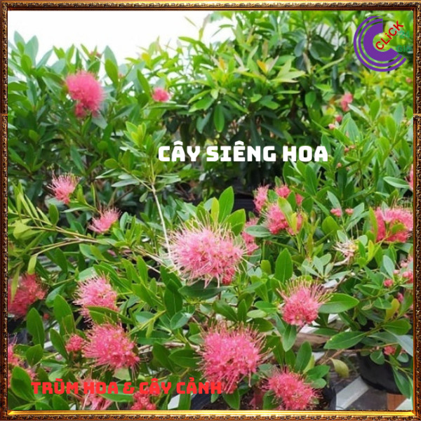 Cây mai thái hồng hoa tonở quanh năm💍 Hoa Mười Giờ Bonsai & Phụ Kiện