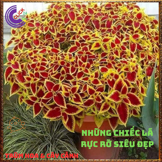 Cây lá gấm ĐỎ RÌA VÀNG tía tô cảnh màu lạ rực rỡ đẹp mắt rất dễ trồng⌛VƯỜN HOA CỔ TÍCH