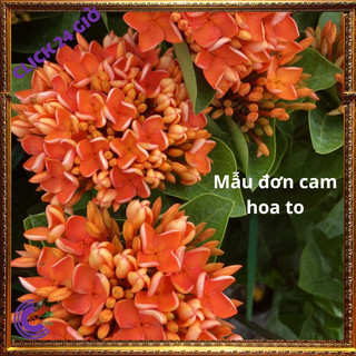 Chậu hoa mẫu đơn cam giống hoa trang lá to hoa to💻 Siêu Thị Hoa
