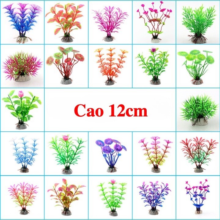 Cây Cỏ Nước - Cây Thủy Sinh