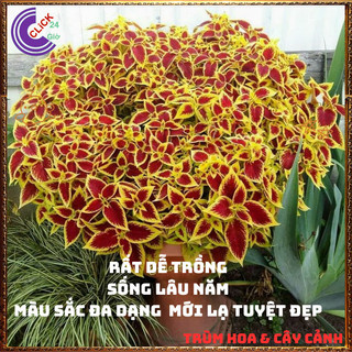Chậu Lá Gấm ĐỎ RÌA VÀNG siêu phẩm trồng viền đẹp mắt mới lạ rực rỡ ️🌭 Làng Hoa Sa Đéc
