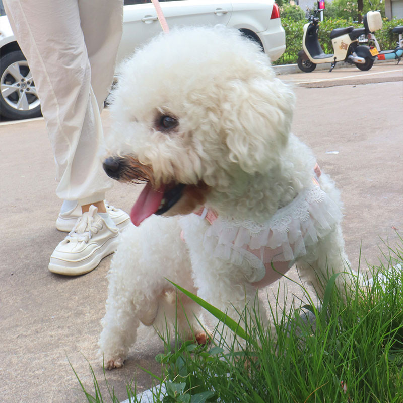 Hamshmoc Bước Vào Dây Xích Chó Và Dây Xích Bộ Có Thể Điều Chỉnh Ren Mềm Chó Con Dây Đeo Ngực Dây Dẫn Bền Cho Chó Nhỏ Vừa Đi Bộ