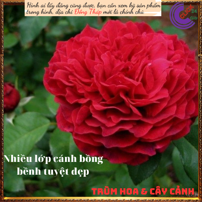 Chậu hoa hồng Janice Kellogg Siêu to 💍Hoa Mười Giờ Bonsai & Phụ Kiện