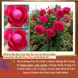 Chậu hoa hồng Pas De Deux  đỏ tím lạ 🕰Siêu Thị Hoa Và Cây Giống