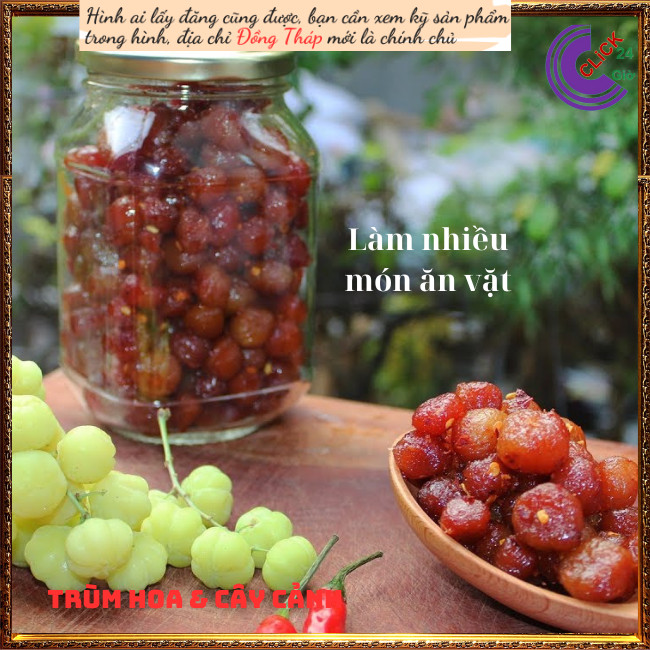 Cây chùm ruột chua món ăn vặt hấp dẫn️💄TRÙM HOA VÀ CÂY CẢNH