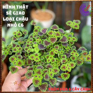 Chậu cây Lá Gấm ĐỒNG XU MINI lá siêu nhỏ rất đáng yêu dễ trồng ️🌮 VƯỜN HOA CỔ TÍCH