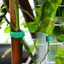 Dây buộc cây trong vườn - Băng cố định Nylon - Hỗ trợ bọc cực tre - Dải buộc dây leo - Dây sắp xếp dây - Có thể điều chỉnh, tái sử dụng - Cuộn dây cáp văn phòng tại nhà