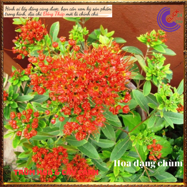 Cây mai thái cam siêu to đẹp rực rỡ 💍 Hoa Mười Giờ Bonsai & Phụ Kiện