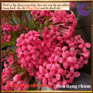 Cây hoa liễu hồng ý nghĩa vui vẻ trồng khuôn viên nhà rất đẹp️💄 Siêu Thị Hoa