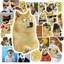 Hộp 50 Sticker Hình CHEEMS MEME Decal Phản Quang 7 Màu Halogram Chống Nước NSX Gì Cũng In | MS: 000211