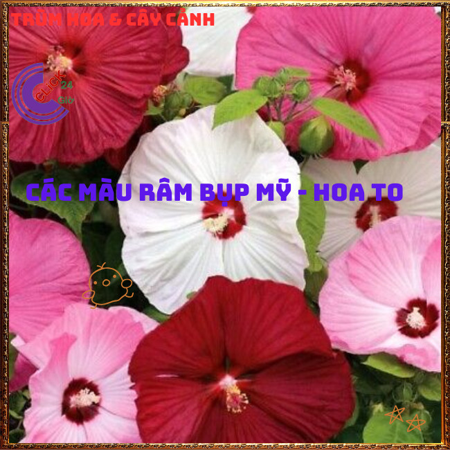 Chậu HOA RÂM BỤT MỸ màu hồng bông rất to màu ngọt ngào lạ mắt ️📬 Hoa Mười Giờ Bonsai & Phụ Kiện