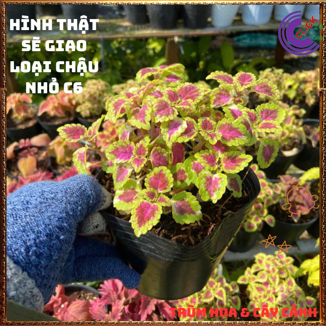 Chậu cây Lá Gấm ĐỒNG XU LONG PHỤNG màu sắc rực rỡ xinh xắn dễ trồng ️🎊 Hoa Mười Giờ Bonsai & Phụ Kiện