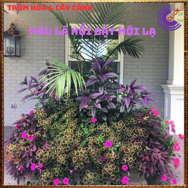 Chậu cây Lá Gấm ĐỒNG XU PHÚ THẠCH màu sắc lạ mắt sang trọng️🎊  Hoa Mười Giờ Bonsai & Phụ Kiện