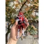 MÔ HÌNH ACRYLIC Kamen Rider 15cm, Mô Hình Cao Cấp RyuKi, Kuga, Decade, Trang Trí Sưu Tầm