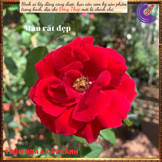 Chậu hoa hồng leo đỏ Valentine ’s Day💍Hoa Mười Giờ Bonsai & Phụ Kiện