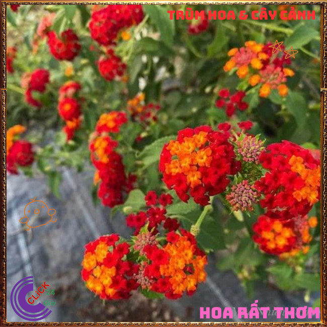 Chậu hoa ngũ sắc ĐỎ NHẬT đứng nổi bật siêu đẹp và thơm quanh năm ⏳Hoa Mười Giờ Bonsai & Phụ Kiện