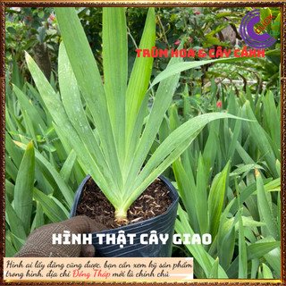 Cây rẻ quạt vừa đẹp vừa làm thuốc viêm họng cây dẻ quạt cây xạ can ️️🥁 MiMa market
