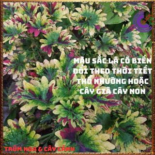 Chậu LÁ GẤM TÍA TÔ CẢNH màu quạt 7 sắc đổi màu siêu phẩm trồng nền️📩 Siêu Thị Hoa Và Cây Giống