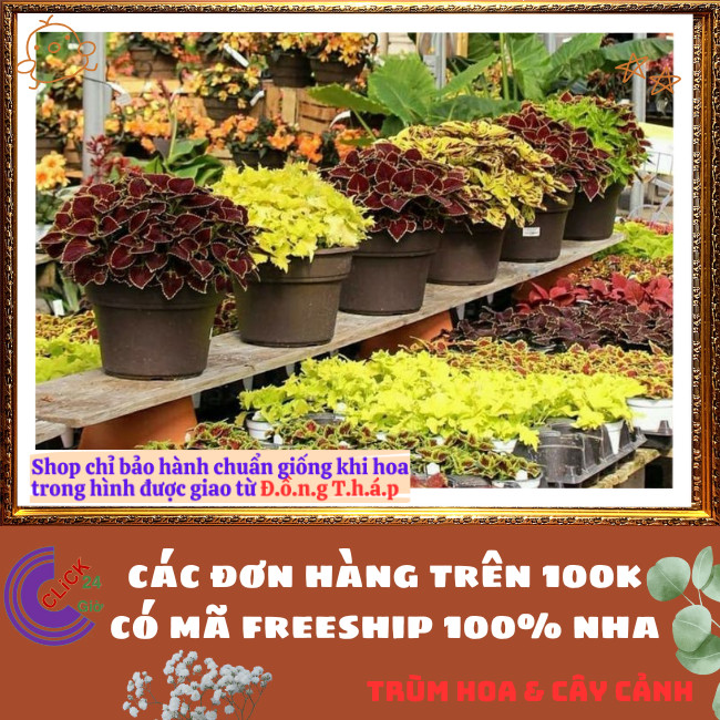 Combo 6 Chậu Lá Gấm 6 Màu Rực Rỡ Lạ Mắt Cực Kỳ Xinh Đẹp Siêu Dễ Trồng📧 TRÙM HOA VÀ CÂY CẢNH