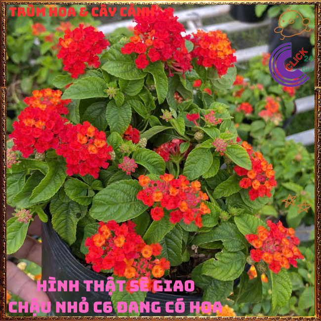Chậu hoa ngũ sắc ĐỎ RUBY rực rỡ siêu đẹp thơm ngát quanh năm⏳Hoa Mười Giờ Bonsai & Phụ Kiện